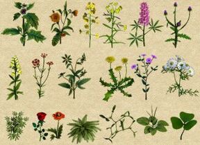 Folk remedies against alcoholism